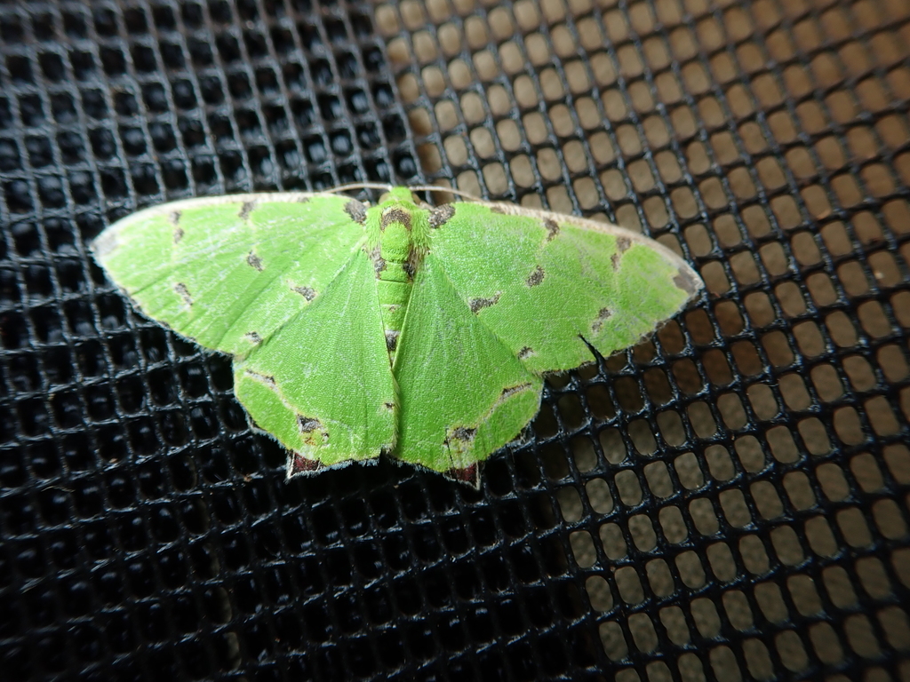 Agathia distributa