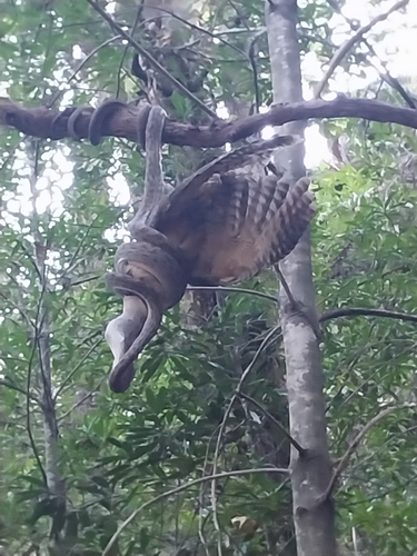 Oenpelli Rock Python sighting