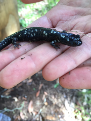 Aneides flavipunctatus