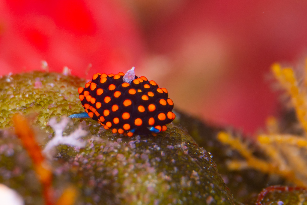 Stiliger aureomarginatus