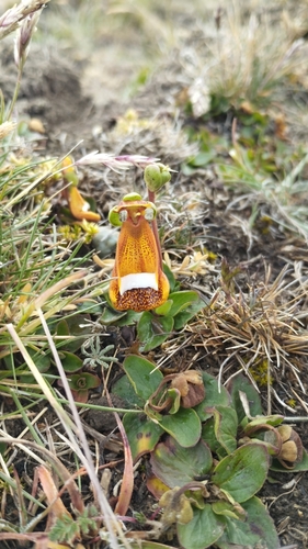 Image of Calceolaria uniflora by (c) Andreas Rimoldi, some rights reserved (CC BY)