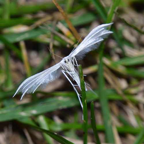 White Plume Moth, Schijndel, Nederland, photo 7 of 10