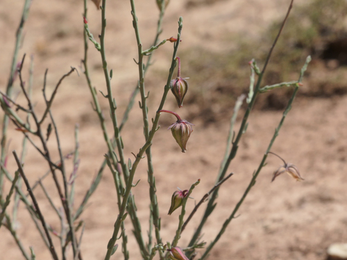 Fumana fontanesii image