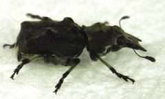Gynarchaeus ornatus