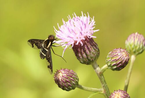 Hemipenthes maura nuotrauka