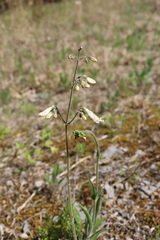 Penstemon tenuiflorus