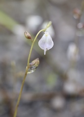 Utricularia livida