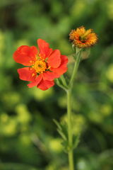 Geum coccineum