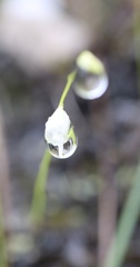 Utricularia livida