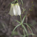 Fritillaria verticillata - Photo (c) Алексей Эбель, vissa rättigheter förbehållna (CC BY-NC), uppladdad av Алексей Эбель