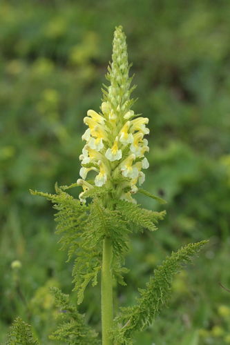 Pedicularis condensata