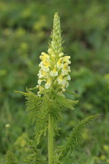 Pedicularis condensata