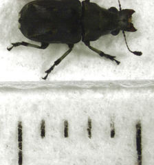 Gynarchaeus ornatus