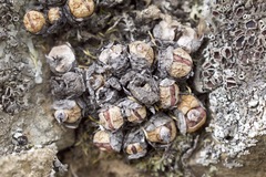 Conophytum ficiforme