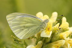 Pieris pseudorapae