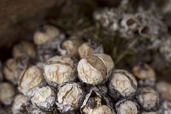 Conophytum ficiforme