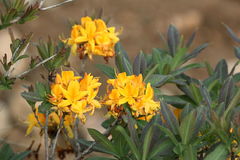 Rhododendron luteum