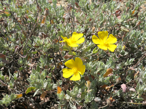 Spotted yellow sun rose