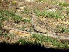 Thinocorus rumicivorus