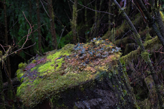 Peltigera neopolydactyla