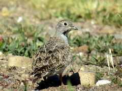 Thinocorus rumicivorus