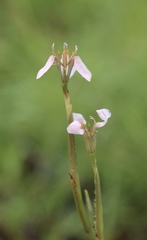 Moraea brevistyla