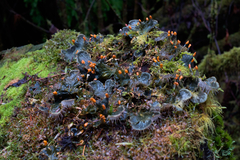 Peltigera neopolydactyla