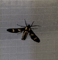 Phoenicoprocta hampsonii