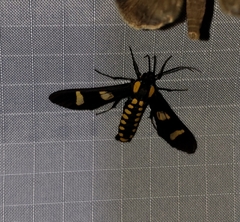 Phoenicoprocta hampsonii