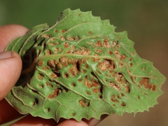 Phytoptus dentatae