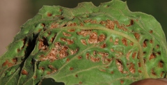 Phytoptus dentatae
