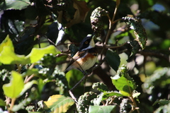 Batis capensis capensis