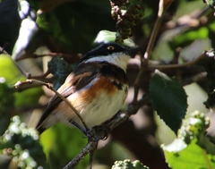Batis capensis capensis