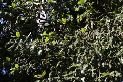 Phytoptus dentatae