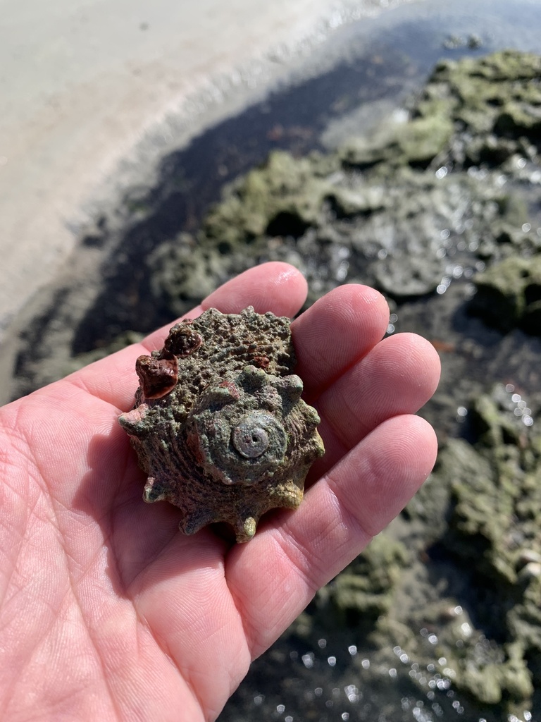 Lacinate Dolphin Shell from South Pacific Ocean, Cape Tribulation, QLD ...