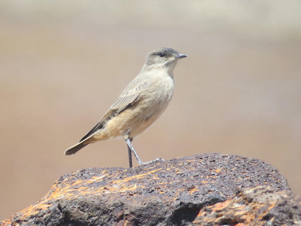 Cinnamon-bellied Ground-tyrant