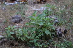 Coleus barbatus grandis