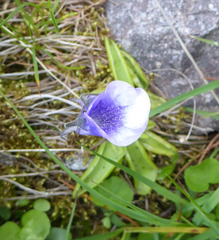 Pinguicula leptoceras
