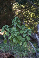 Coleus barbatus grandis