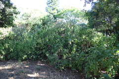 Coleus barbatus grandis