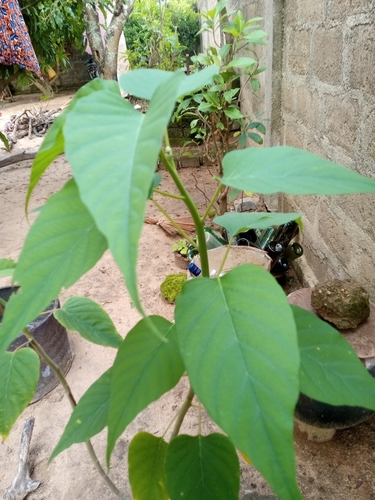 Bush Morning Glory