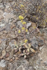 Crassula anso-lerouxiae