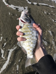 Amphistichus argenteus