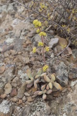 Crassula anso-lerouxiae