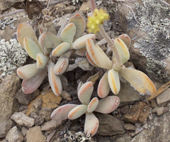 Crassula anso-lerouxiae