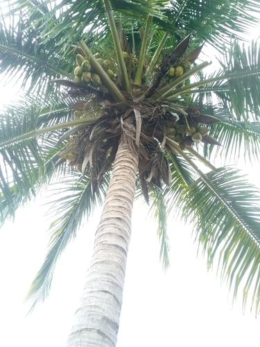coconut palm