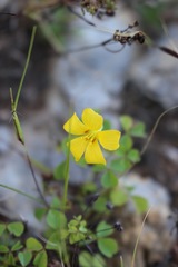 Oxalis macrantha