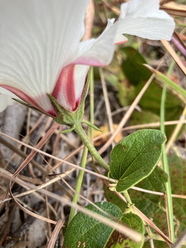 Gossypium costulatum observed 2023-06-11