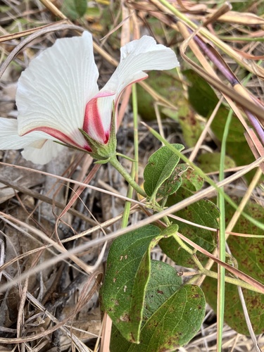 Gossypium costulatum