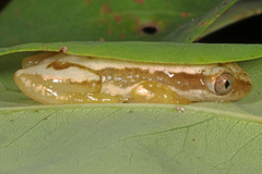 Afrixalus delicatus
